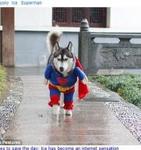 chinahuskysuperman.jpg