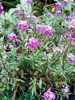 20071016150527.jpg