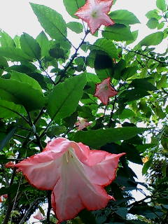 20071017152809.jpg
