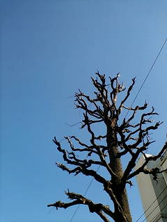 20071209110258.jpg