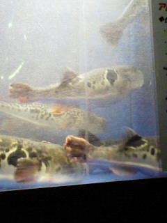 200801170019000.jpg