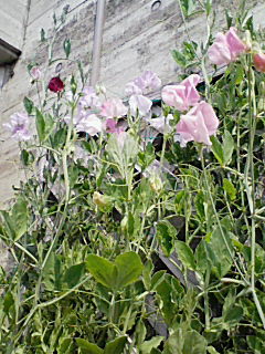 200803081210000.jpg