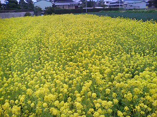 20080323103008.jpg