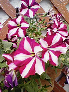 200804111635000.jpg