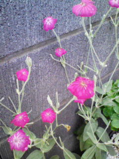 200806301107000.jpg