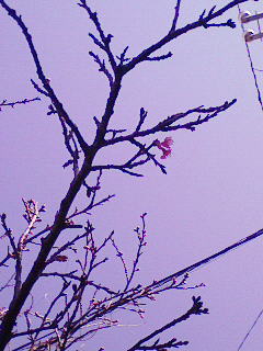 200901271347000.jpg