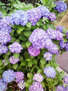 200905301707000.jpg