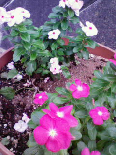 200909040821000.jpg