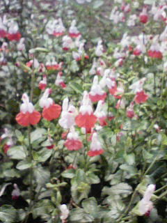 201005101851000.jpg