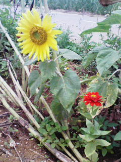 201006041300000.jpg