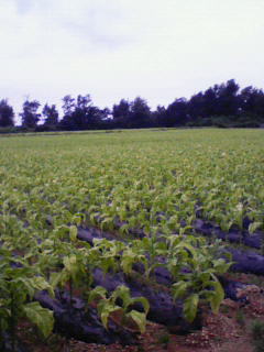 201006041157000.jpg