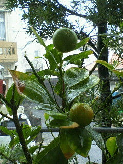 NEC_0284.jpg