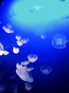 image001.jpg