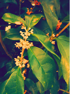 image-20111003233729.png