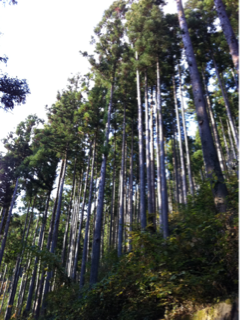 image-20111212205423.png