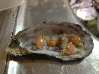 image-20130115081914.png