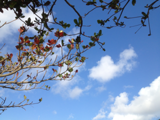 image-20130121154509.png