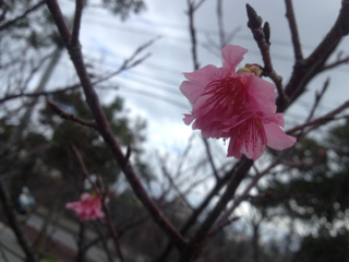 image-20130202121654.png