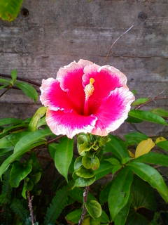 image-20130203083211.png