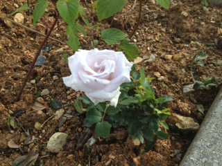image-20130208120320.png