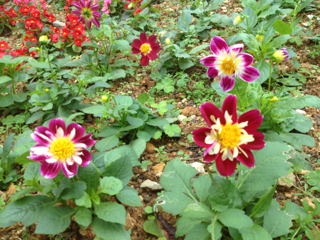 image-20130218105956.png