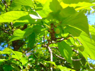 image-20130228074813.png