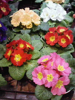 201001161700000.jpg
